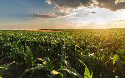 Eco benefits of Pellet Fuel